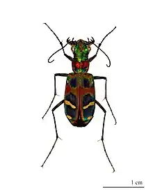 Cicindela chinensis