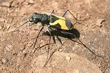 Cicindela goryi from India, showing the large eyes and mandibles