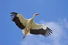 a white stork