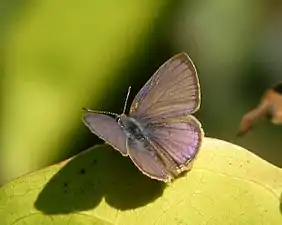 Dorsal view