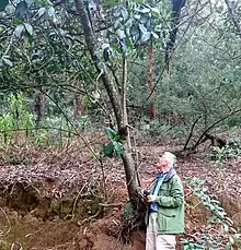 Henry Noltie examining a Cinchona tree in the Nilgiris, 2016