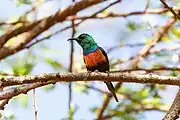 sunbird with brown body, green head and mantle, and orange breast