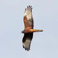 Immature flying in Victoria, Australia