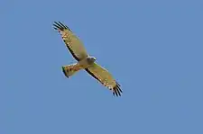 Cinereous harrier