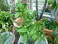 Etrog plants in nursery