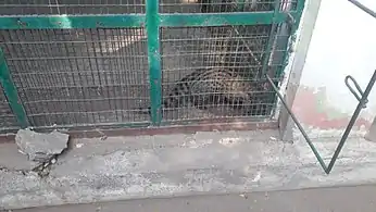 Civet in VOC zoological garden, Coimbatore