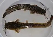 elongated greenish catfish with long whiskers, dorsal fin running along most of back, and ventral fin along posterior half of belly