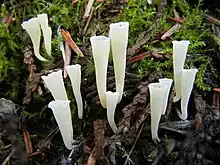 Craterellus taxophilus on forest ground