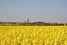 Oil seed rape in full flower, with St Peter's in the background