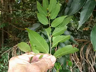 Underside of leaves