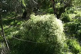 Clematis microphylla var. microphylla in its natural habitat