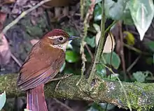 Canebrake groundcreeper