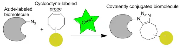 click chemistry labeling