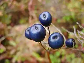 Fruits