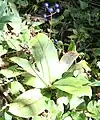 Fruiting plant with ripe fruit (Kiso Mountains, Japan, 23 September)