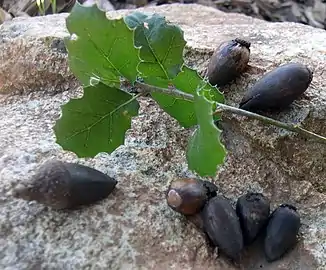 Acorns and leaves