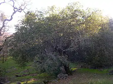 Coast live oak, Sonoma County