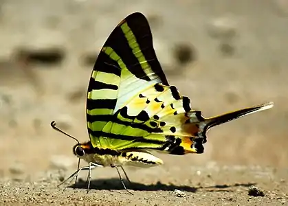 Fivebar swordtail(Graphium antiphates)