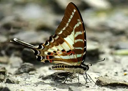 Chain swordtail(Graphium aristeus)