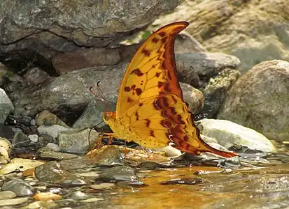 Yellow gorgon(Meandrusa payeni)