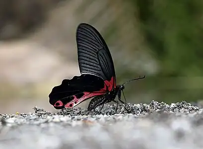 Redbreast(Papilio alcmenor)