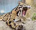 Clouded Leopard