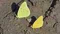 Cloudless sulphur male (left) and orange sulphur male (right)