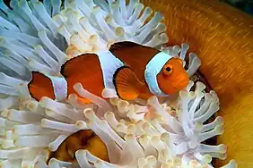 Clown fish