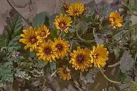 Cluster of R. tingitana flowers in Qatar