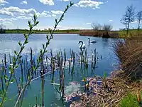 Swans at Trumpington Meadows in April 2021