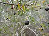 The berries, after turning brown in the summer sun