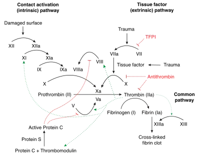 Schematic diagram of the blood coagulation (thrombin; left) and protein C (right) pathways. In the blood coagulation pathway, thrombin acts to convert factor Xi to XIa, VIII to VIIIa, V to Va, fibrinogen to fibrin. In addition, thrombin promotes platelet activation and aggregation via activation of protease-activated receptors on the cell membrane of the platelet. Thrombin also cross over into the protein C pathway by converting protein C into APC. APC in turn converts factor V into Vi, and VIIIa into VIIIi. Finally APC activates PAR-1 and EPCR.