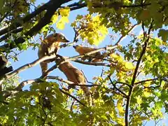 South American coati