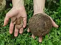 The Brazil nut seen near Cobija