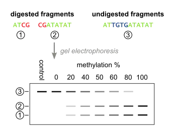 The quantification step of Combined Bisulfite Restriction Analysis, taking place after restriction digestion.  The digested PCR fragments are separated and visualized by gel electrophoresis, and the DNA methylation level of the input DNA can be determined by quantifying the comparing the amount of DNA in the digested and undigested bands.