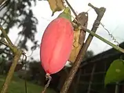 Ripe red ivy gourd fruit