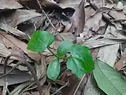 Coccinia grandis sapling. The cotyledons are visible