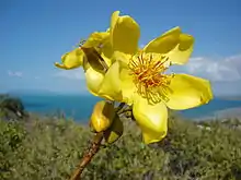 Cochlospermum gillivraei