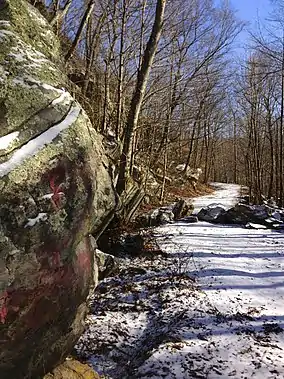 Forested trail in winter