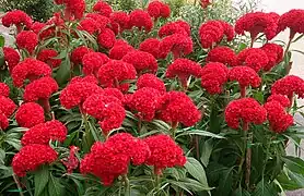 Cockscomb - Celosia argentea