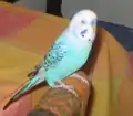 Opaline Skyblue cock