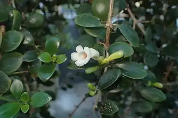 Codonanthopsis macradenia in cultivation