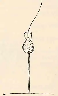 "Codonosiga botrytis"