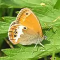 Coenonympha arcania