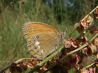 Coenonympha glycerion