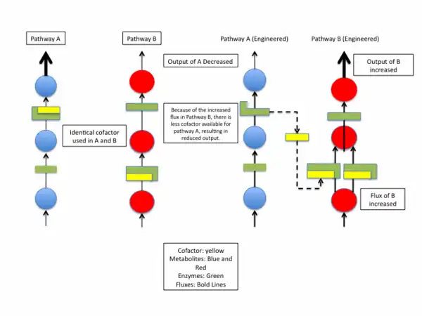 Example of how Cofactor Engineering can be used to engineer one pathway to influence another.