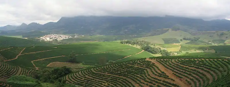 Coffee in Minas Gerais. In 2018, Brazil was the world's largest producer, with 3.5 million tonnes. South America produces half of the world's coffee.