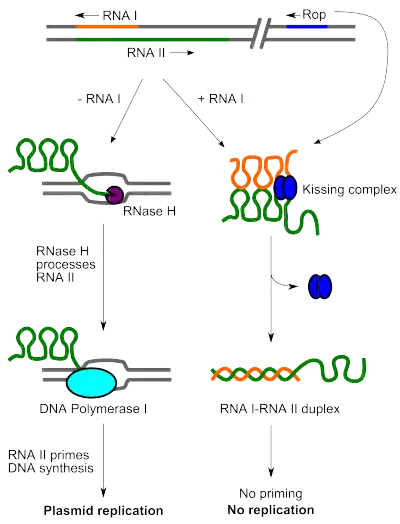 ColE1 replication control