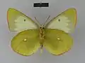 Colias palaeno poktussani Female, ventral side