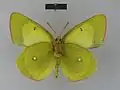 Colias palaeno poktussani Male, ventral side